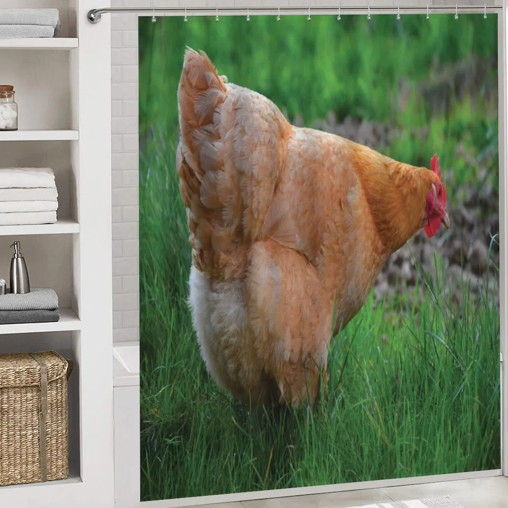 Chicken on Grass Farm Photo — Detail 4