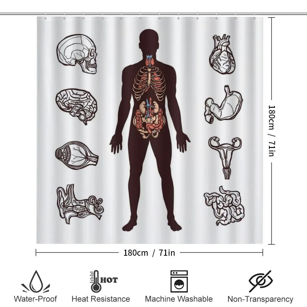 Organs Infographic Image — Detail 2