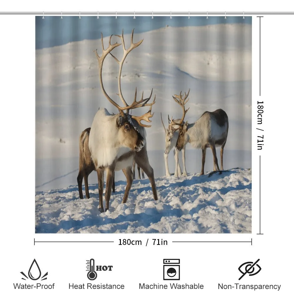 Reindeers Norway Caribou — Detail 2