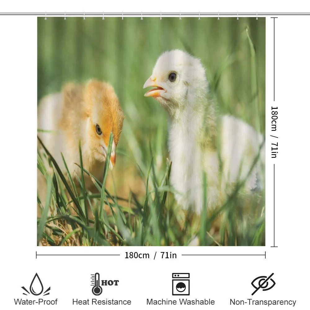 Close up Photo Baby Chickens — Detail 2