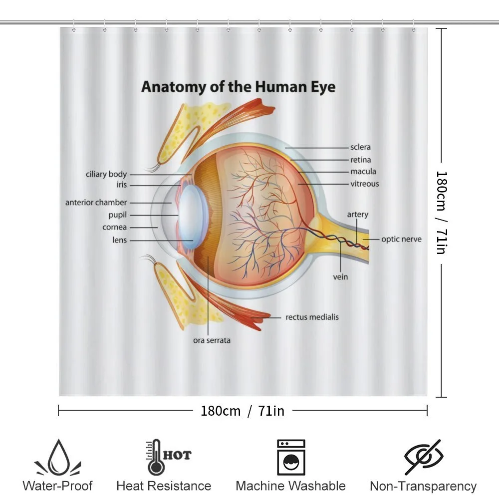 Eye Cornea Pupils — Detail 2
