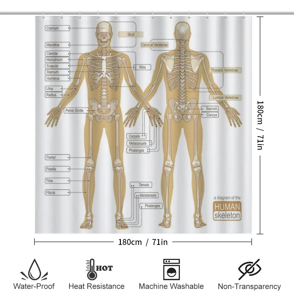 Human Skeleton System — Detail 2