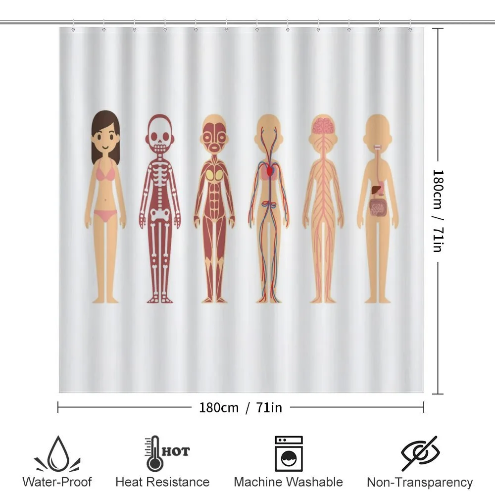 Female Body Anatomy Chart — Detail 2