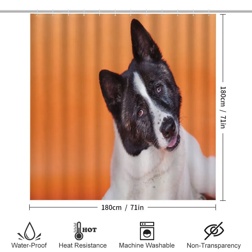 Akita on Orange — Detail 2
