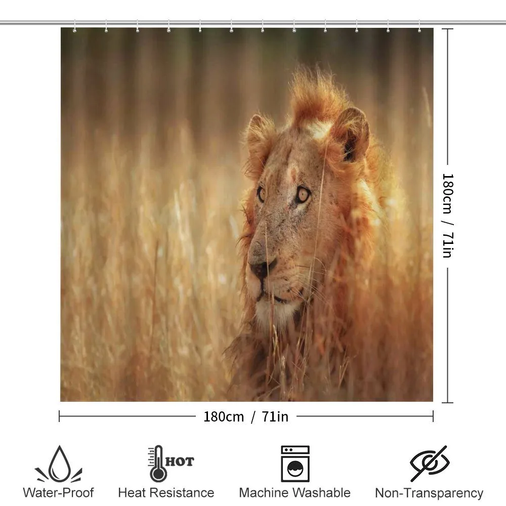 Male Lion Grass Field — Detail 2