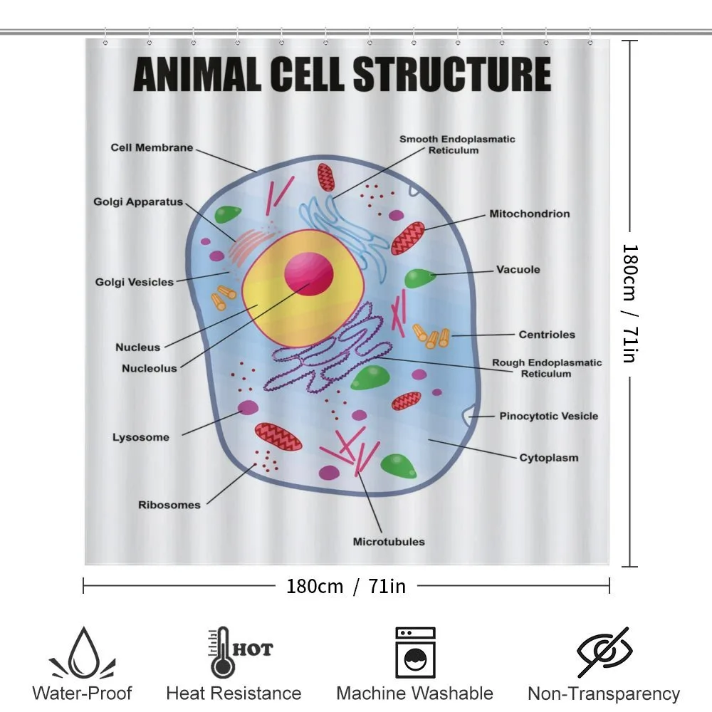Animal Cell Study — Detail 2