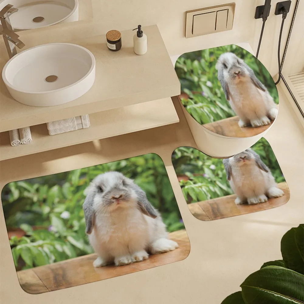 Photo of Holland Lop Rabbit — Detail 5