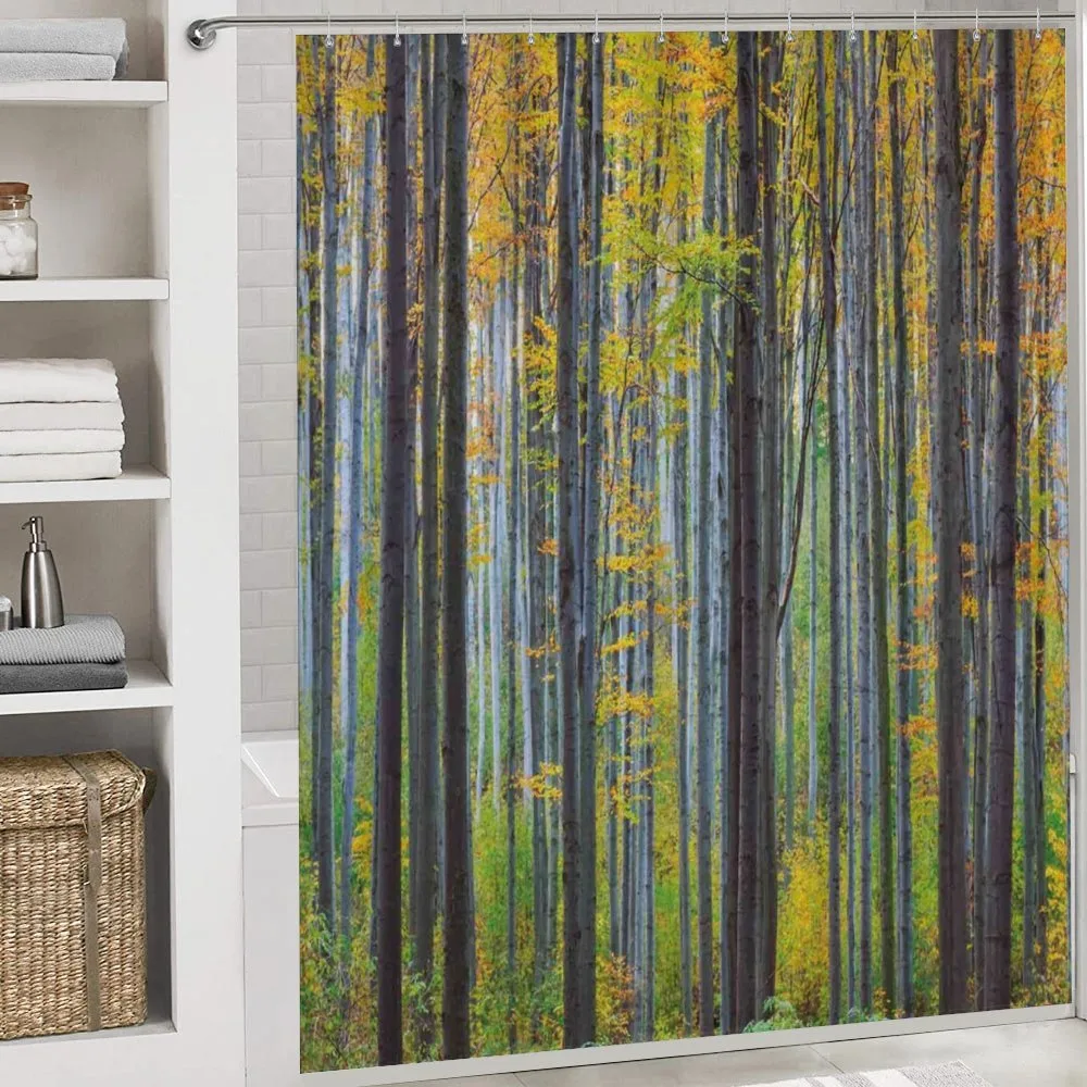 Autumn Season Beech Forest — Detail 4