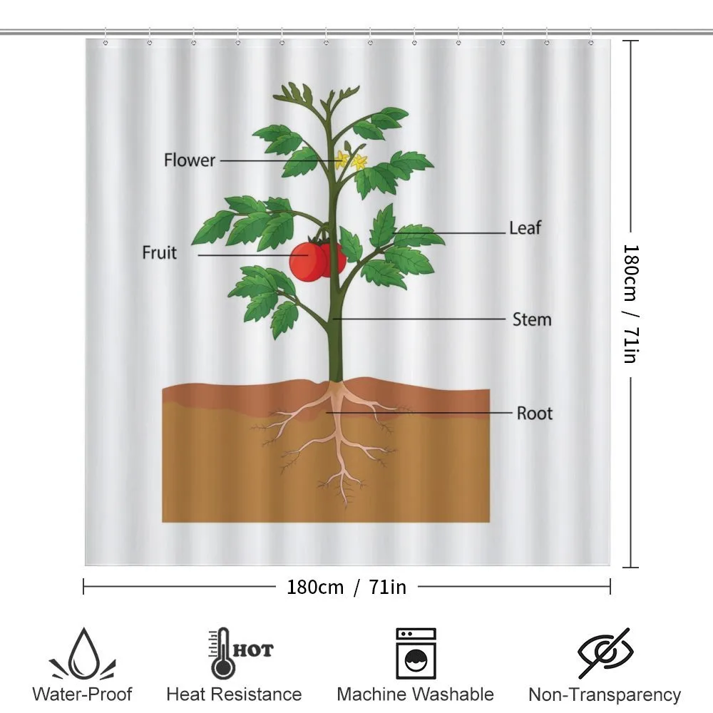 Parts of a Tomato Plant — Detail 2