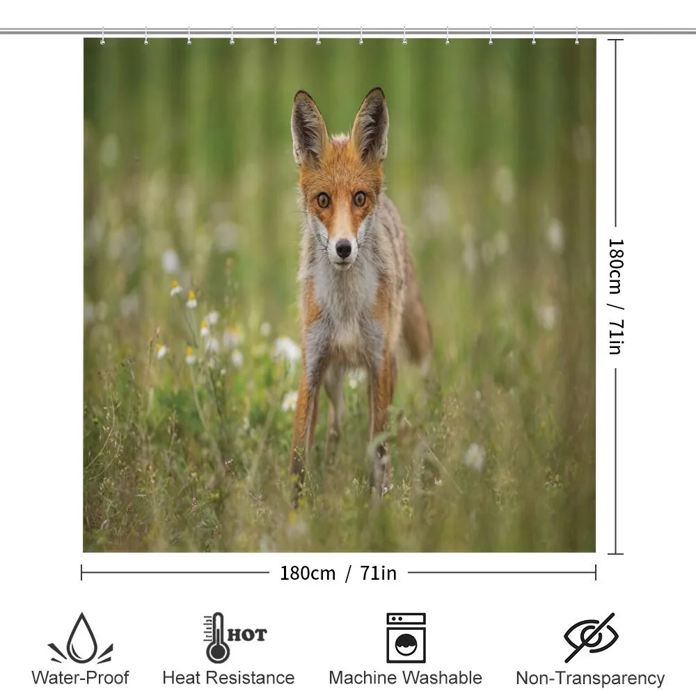 Young Curious Coyote Animal — Detail 2