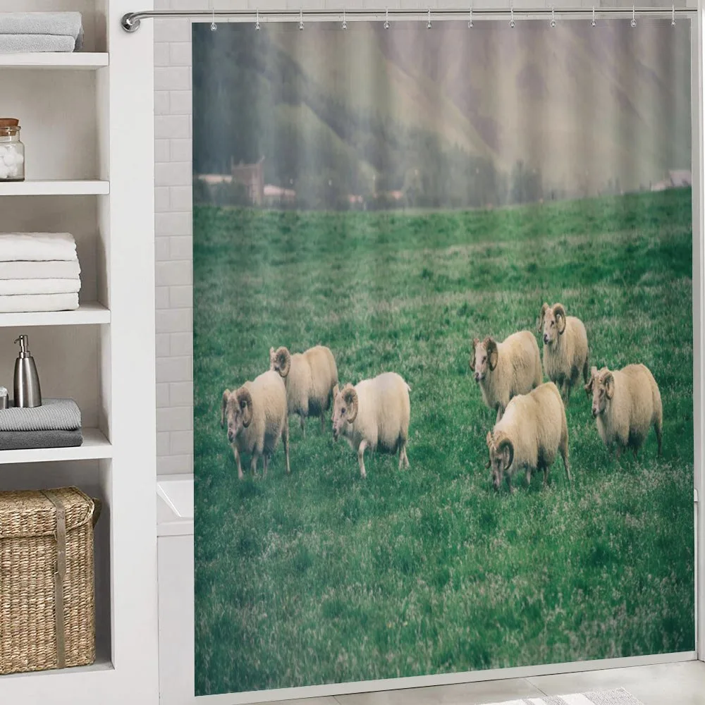 Sheep Grazing on Grass — Detail 4