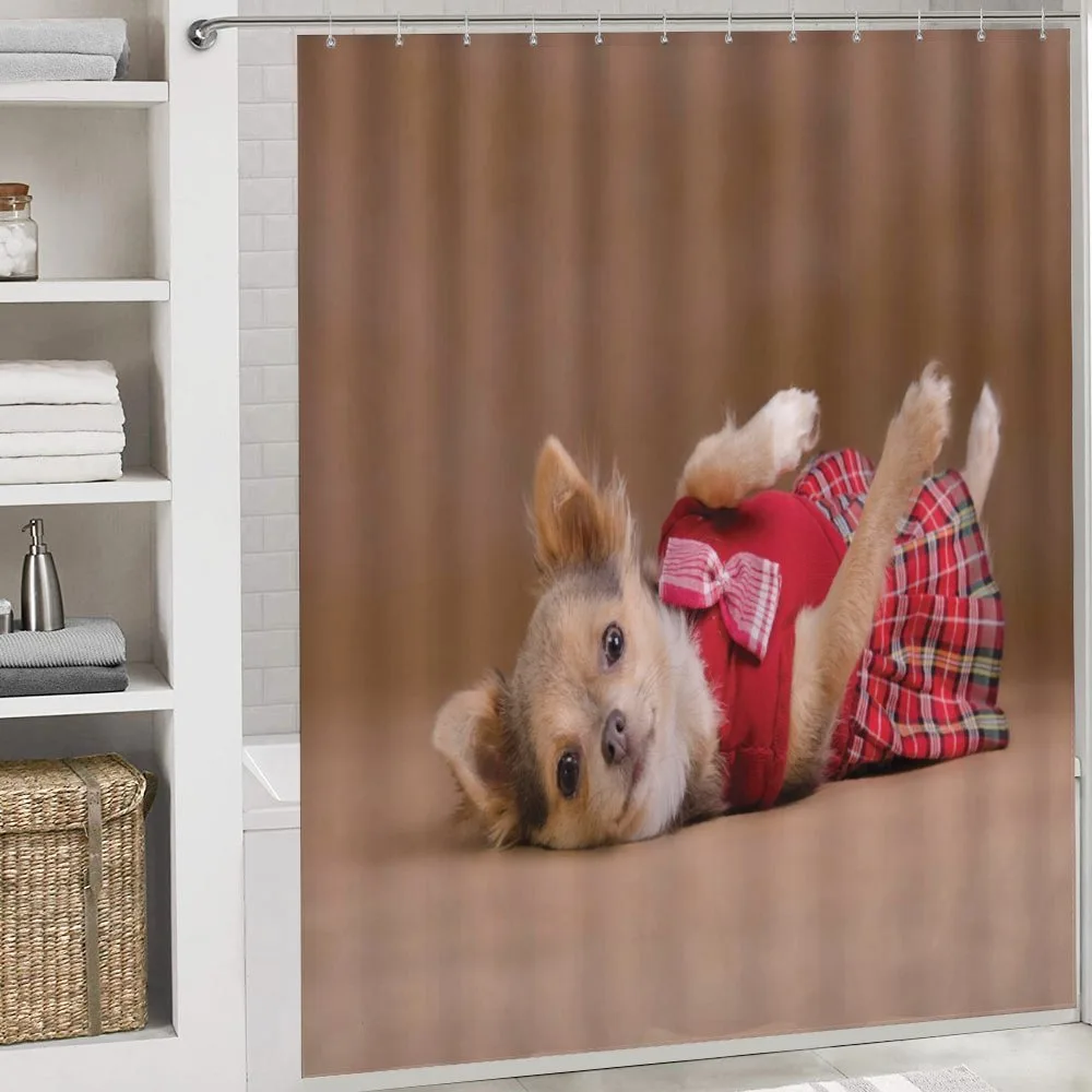 Puppy Wearing Kilt Photo — Detail 4