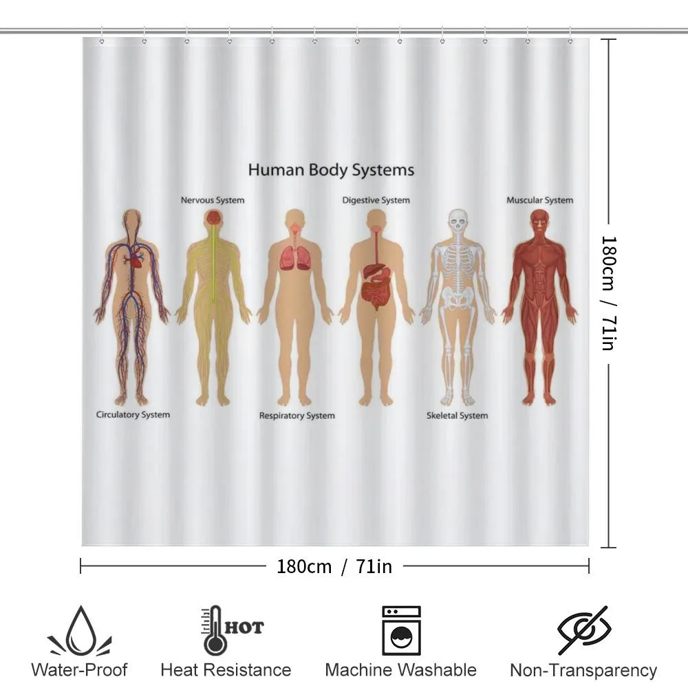Skeleton System — Detail 2
