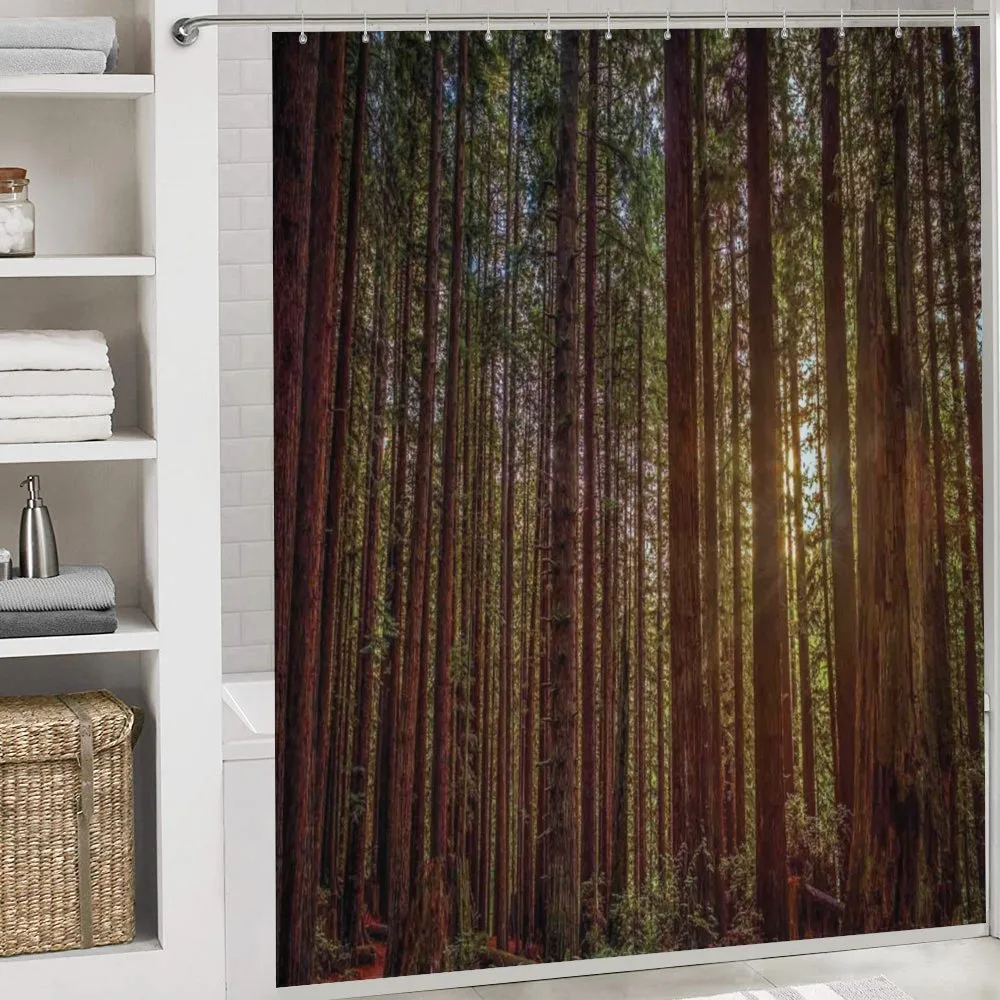 Redwood Forest Park USA — Detail 4
