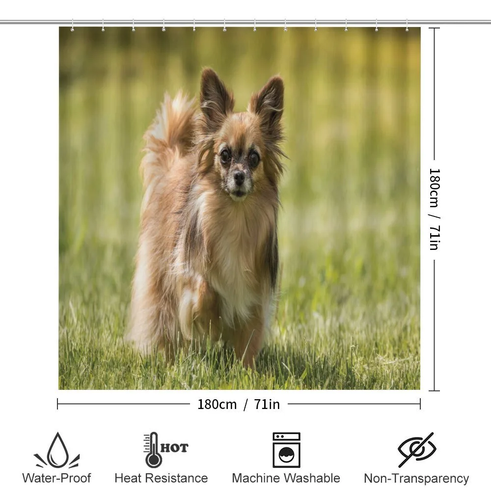 Long Haired Small Dog — Detail 2