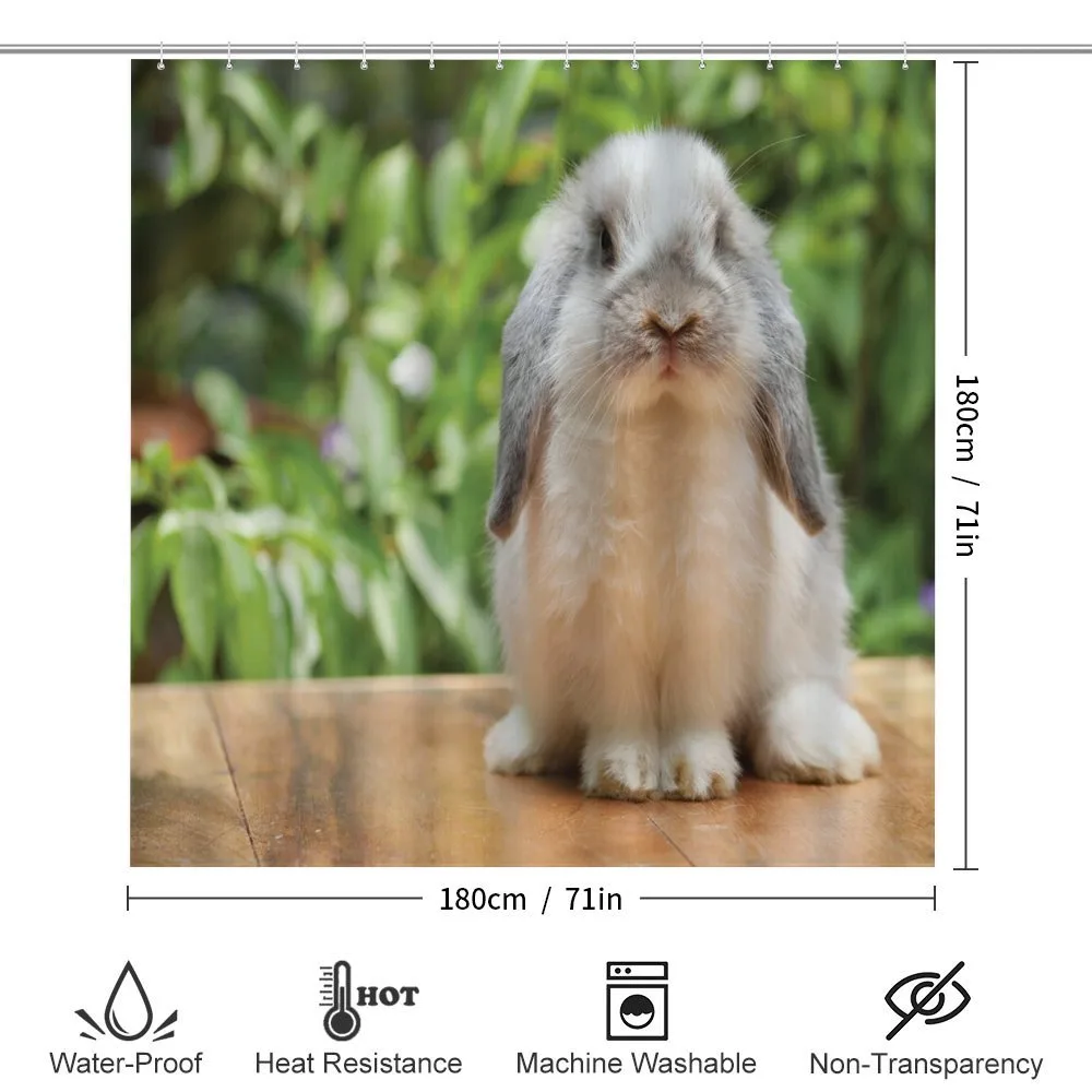 Photo of Holland Lop Rabbit — Detail 2
