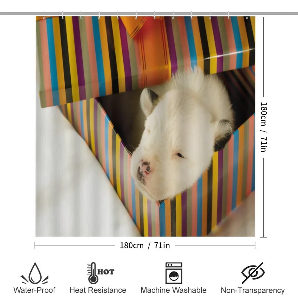 Newborn Dog in Gift Box Photo — Detail 2