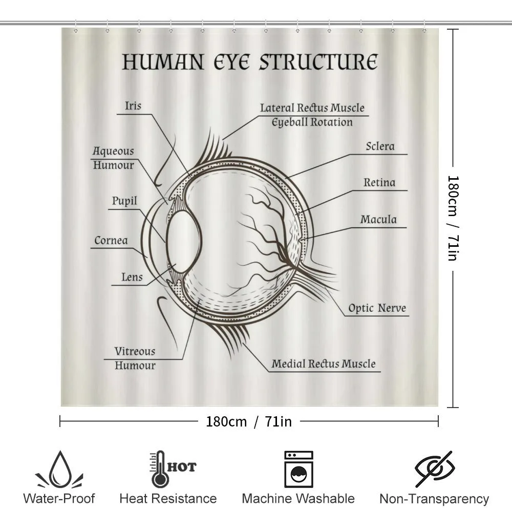 Structure of the Human Eye — Detail 2