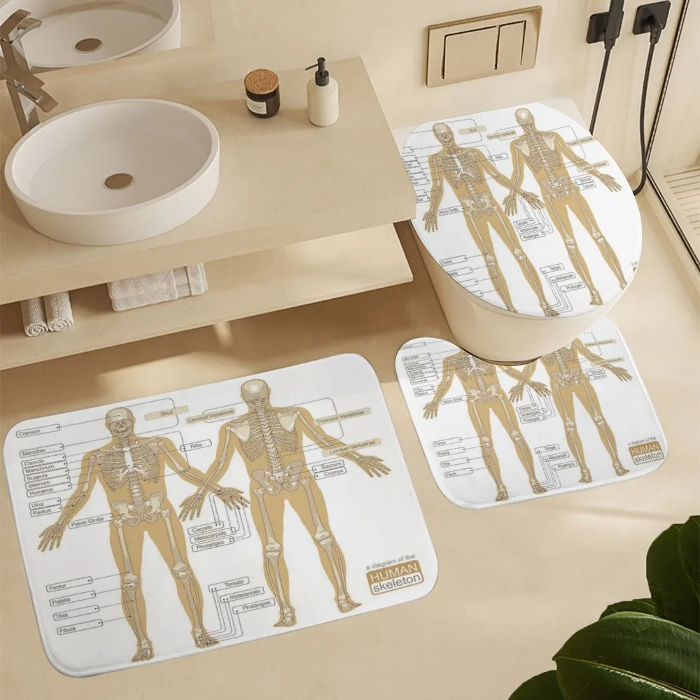 Human Skeleton System — Detail 5