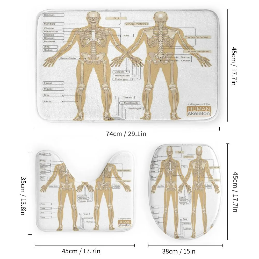 Human Skeleton System — Detail 1