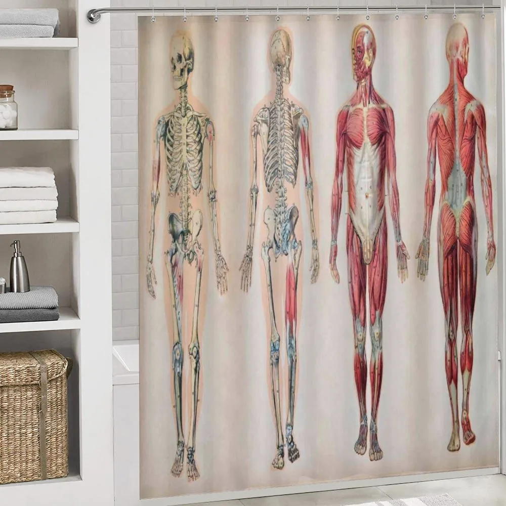 Anatomy Human Body — Detail 4