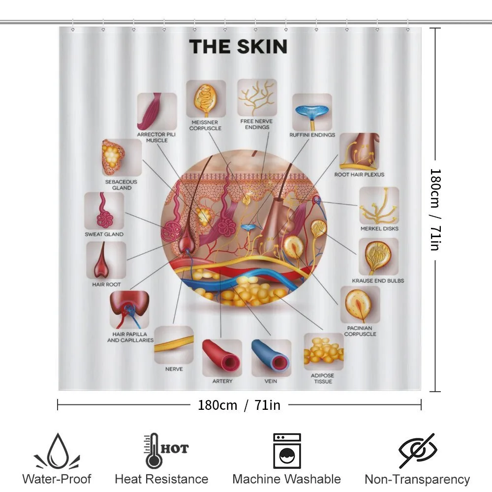 Skin Anatomy Veins — Detail 2