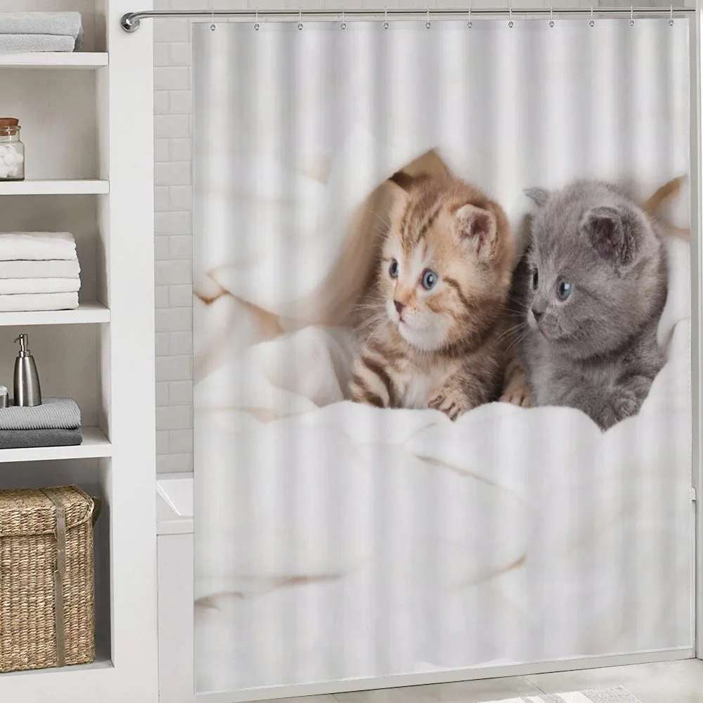 Scottish Fold Kittens — Detail 4