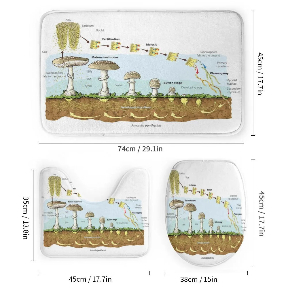 Life Cycle of Mushrooms — Detail 1