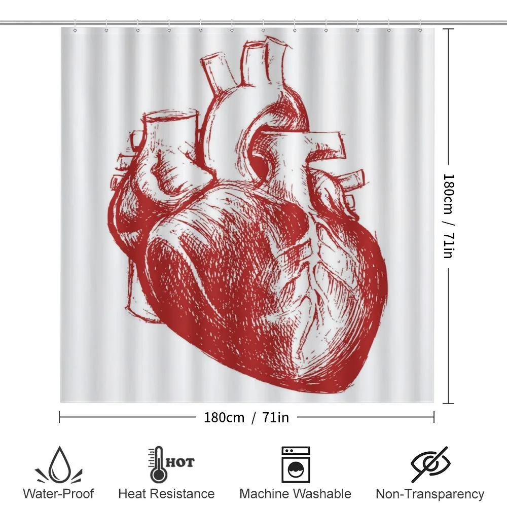 Sketch of Cardio Organ — Detail 2