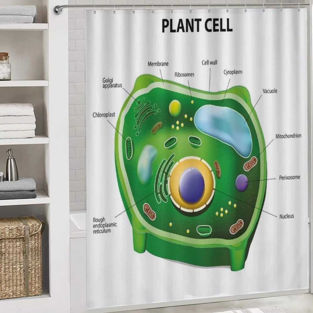 Cell Biology Plant — Detail 4
