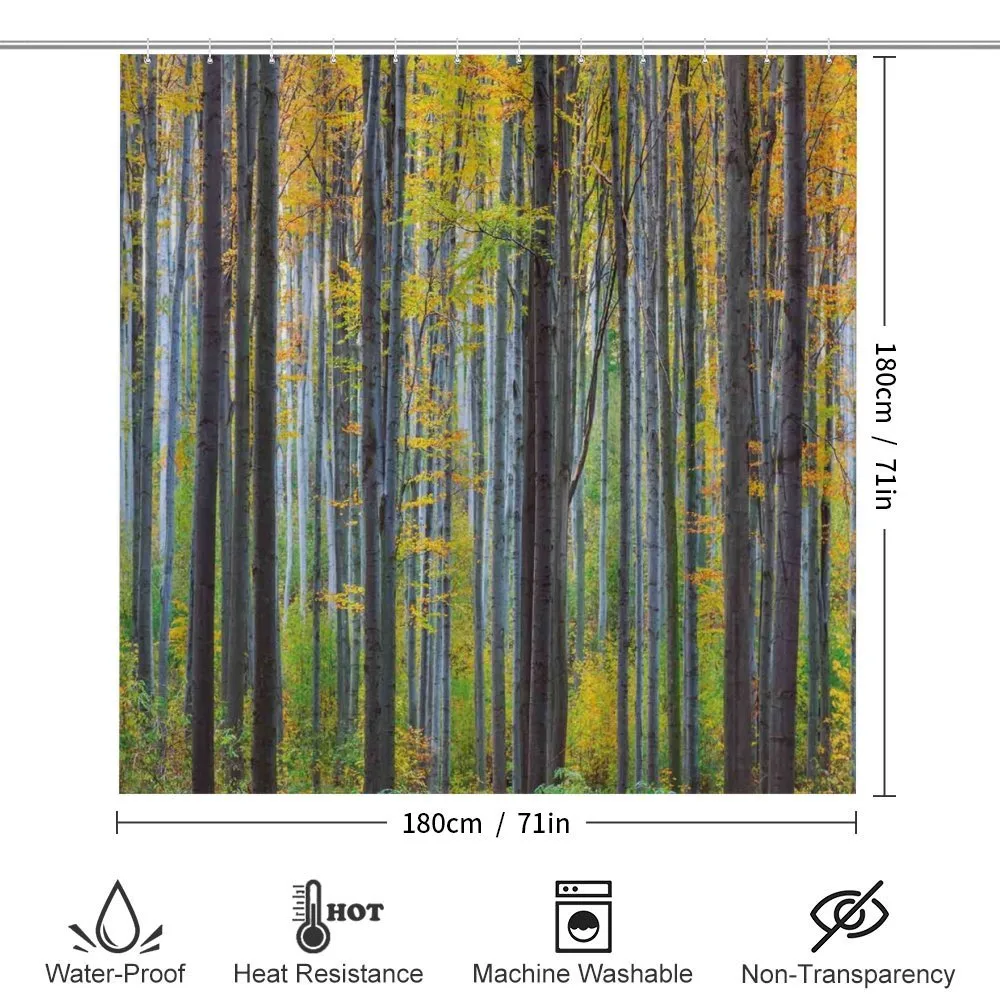 Autumn Season Beech Forest — Detail 2