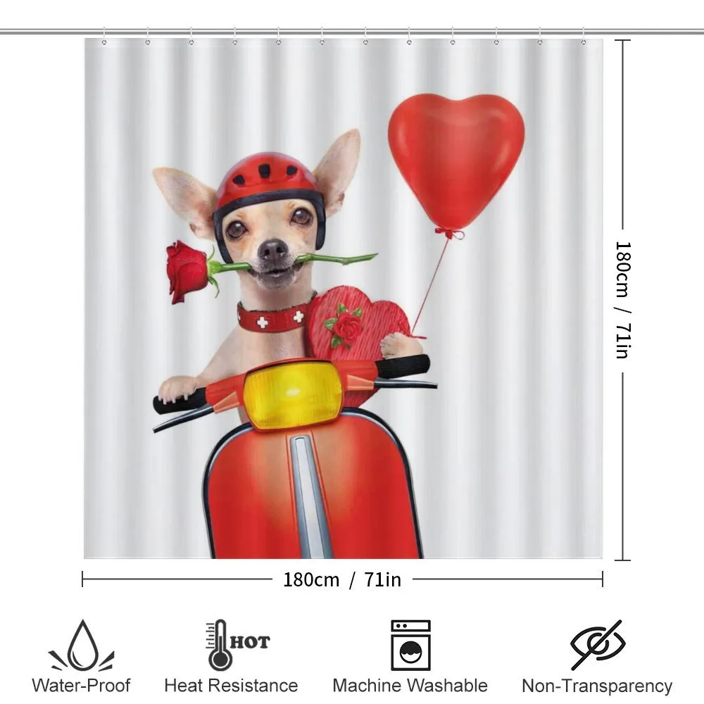 Romantic Chihuahua — Detail 2