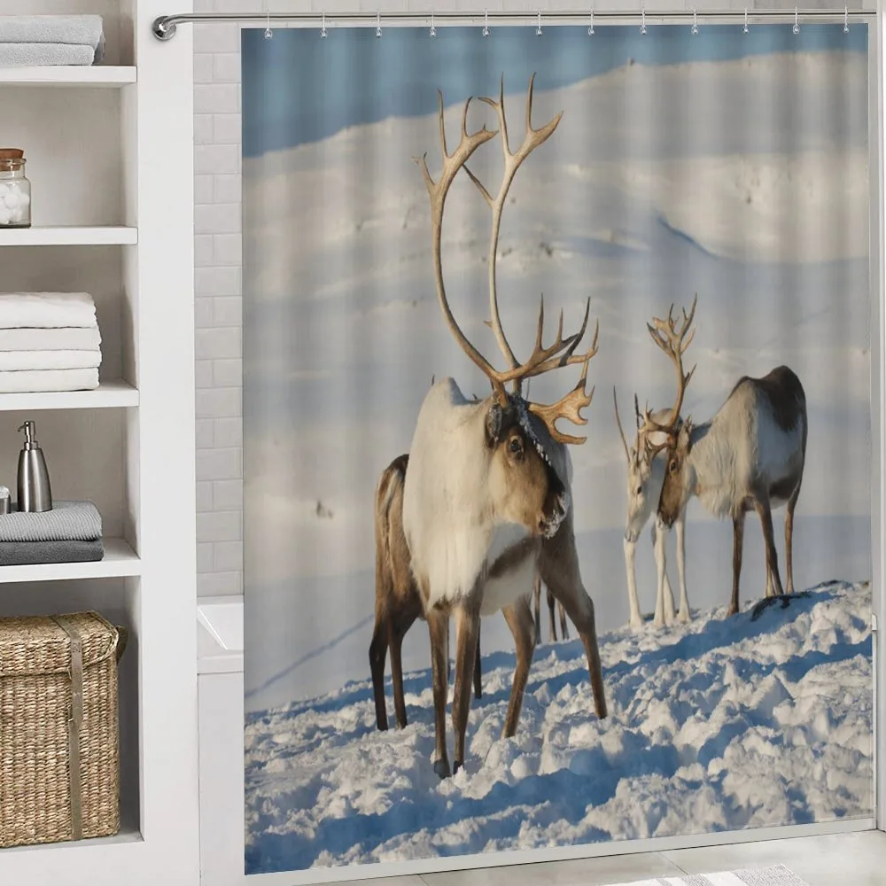 Reindeers Norway Caribou — Detail 4