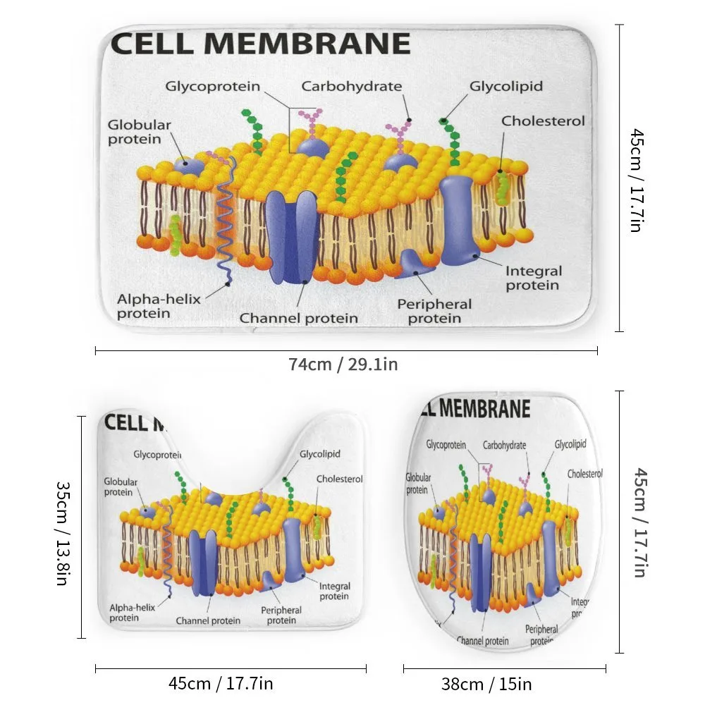 Membrane Cell Types — Detail 1