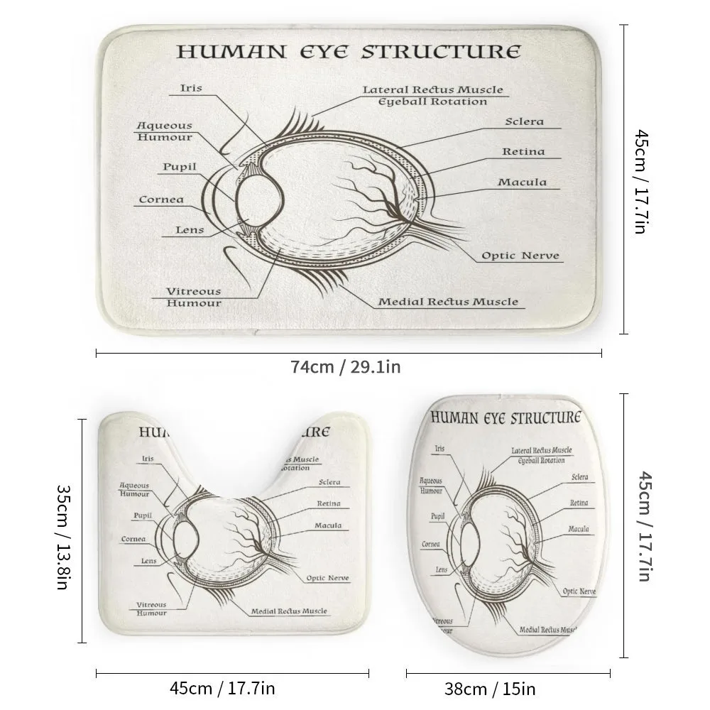 Structure of the Human Eye — Detail 1