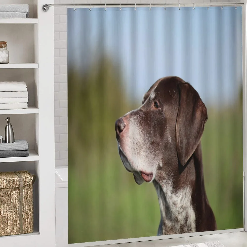 German Pointer — Detail 4