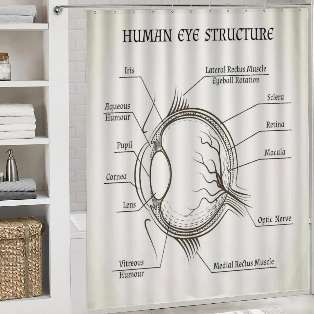 Structure of the Human Eye — Detail 4