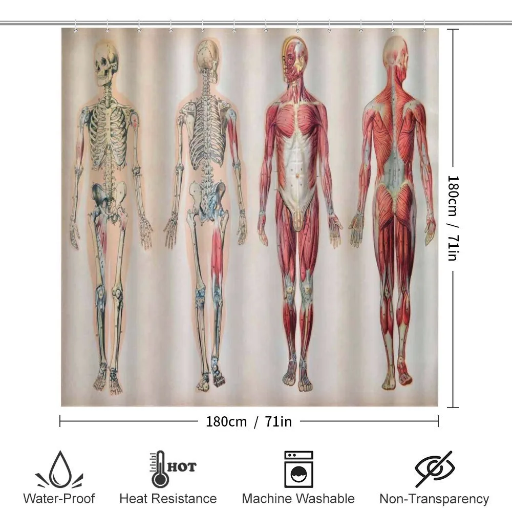 Anatomy Human Body — Detail 2