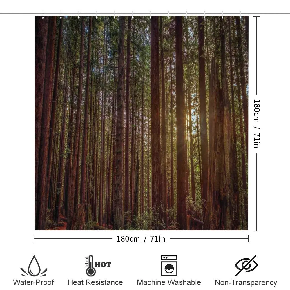 Redwood Forest Park USA — Detail 2
