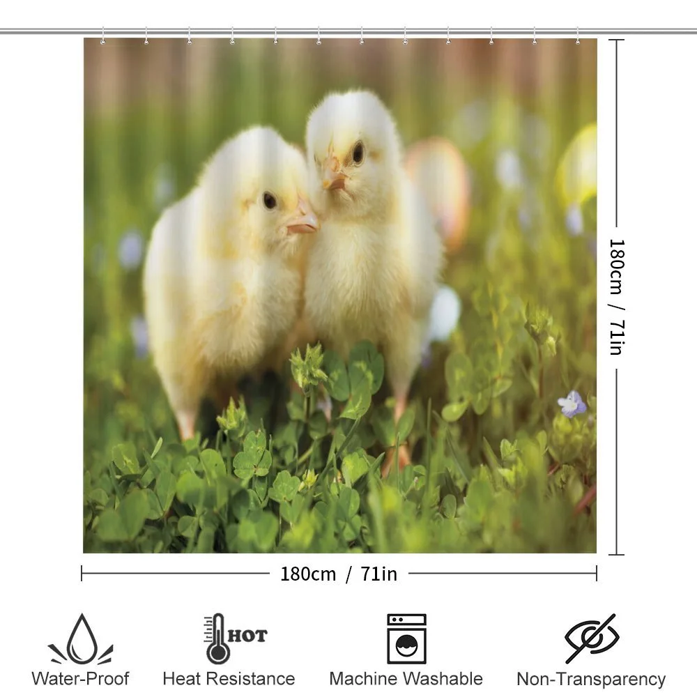 Baby Chickens Photo — Detail 2