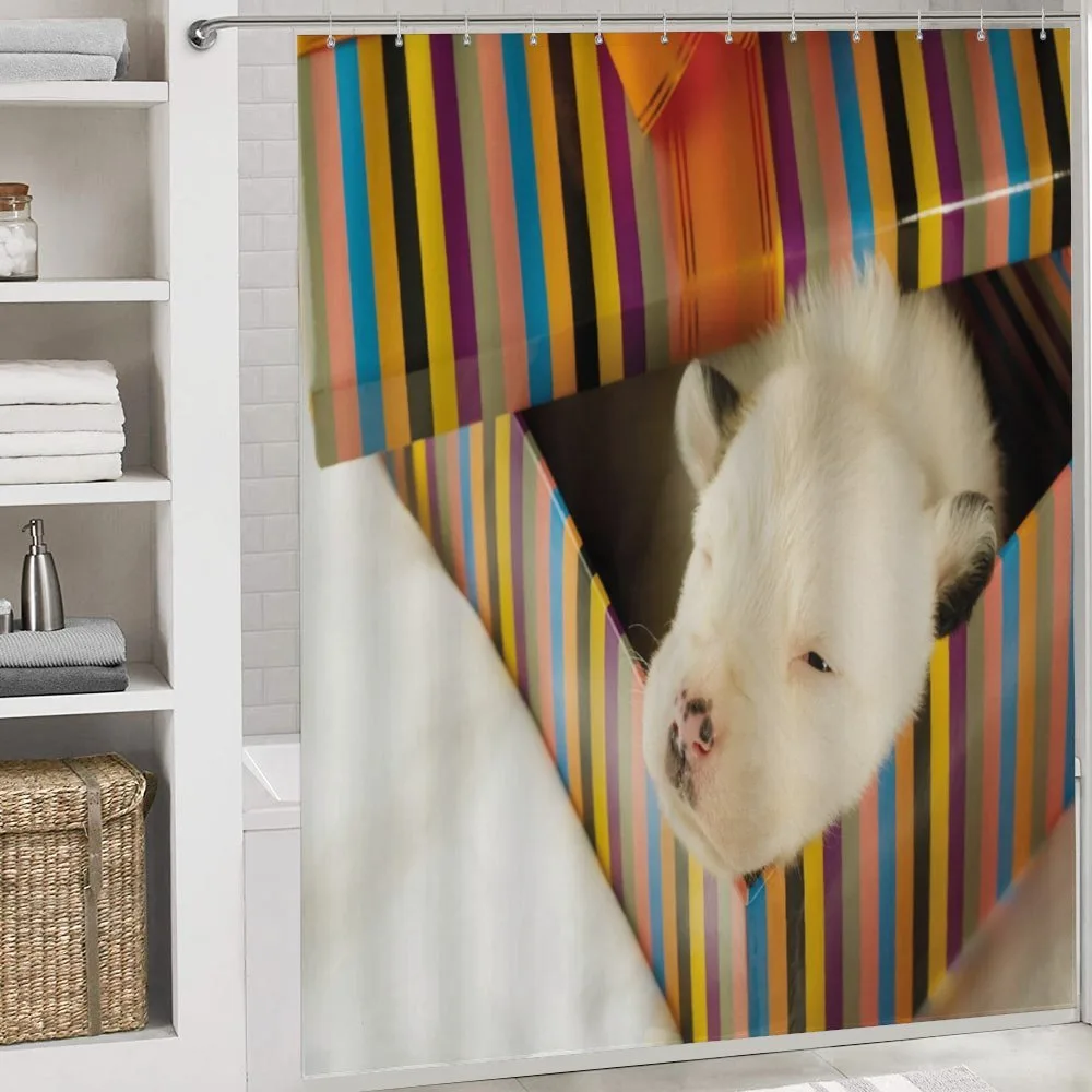 Newborn Dog in Gift Box Photo — Detail 4