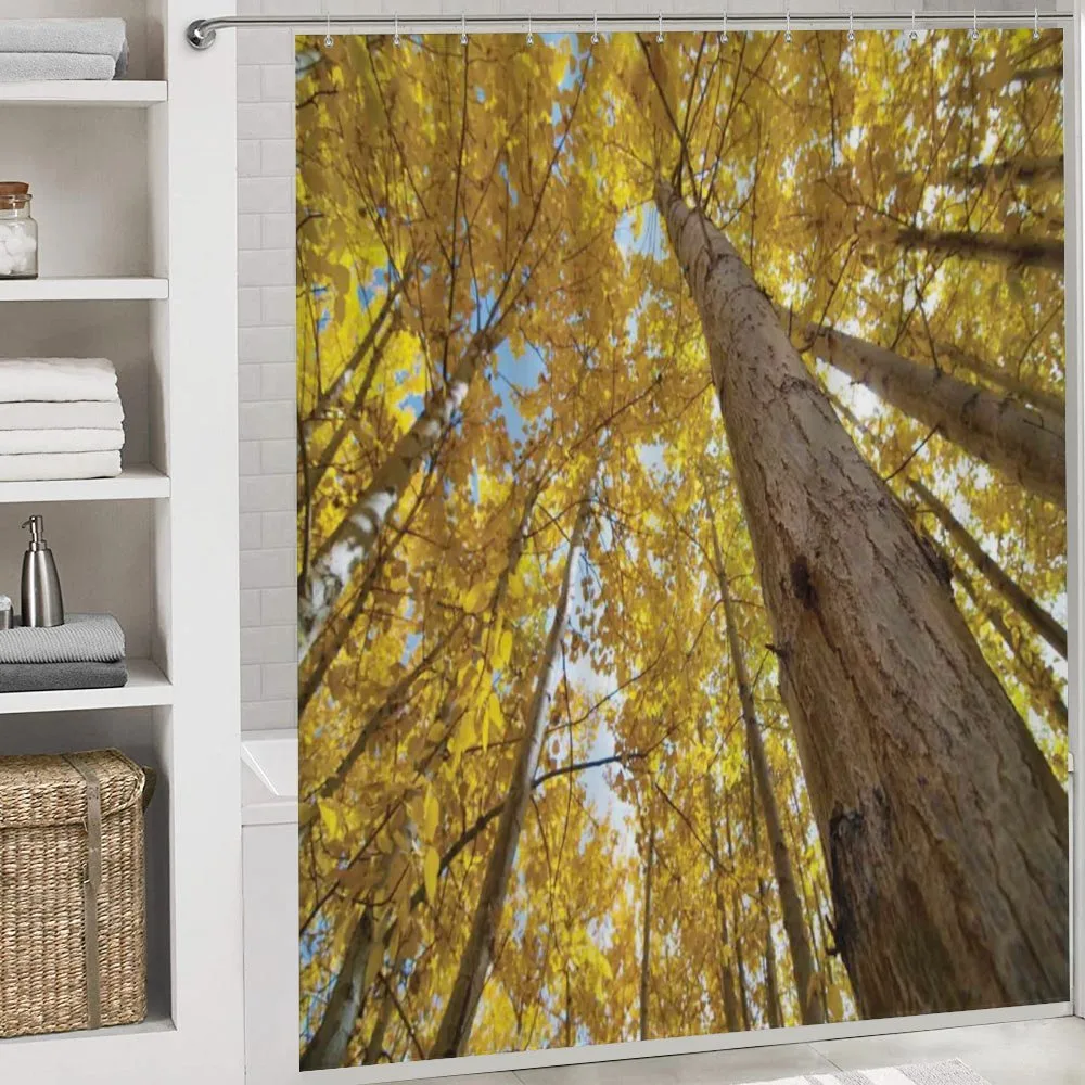 Aspen Trees in Forest — Detail 4