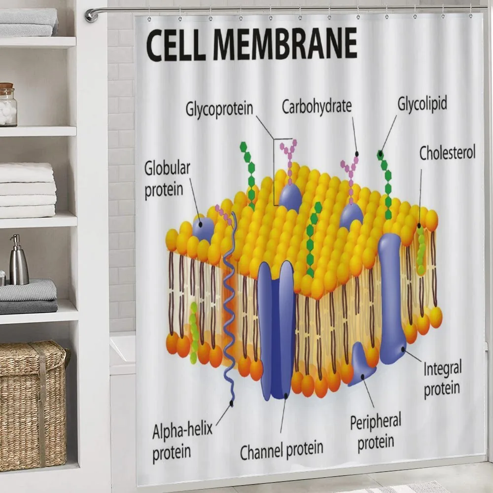 Membrane Cell Types — Detail 4