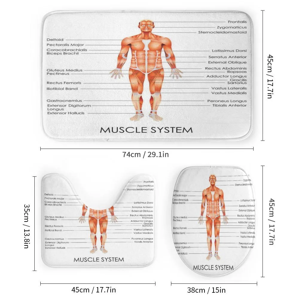 Biology Muscle System — Detail 1