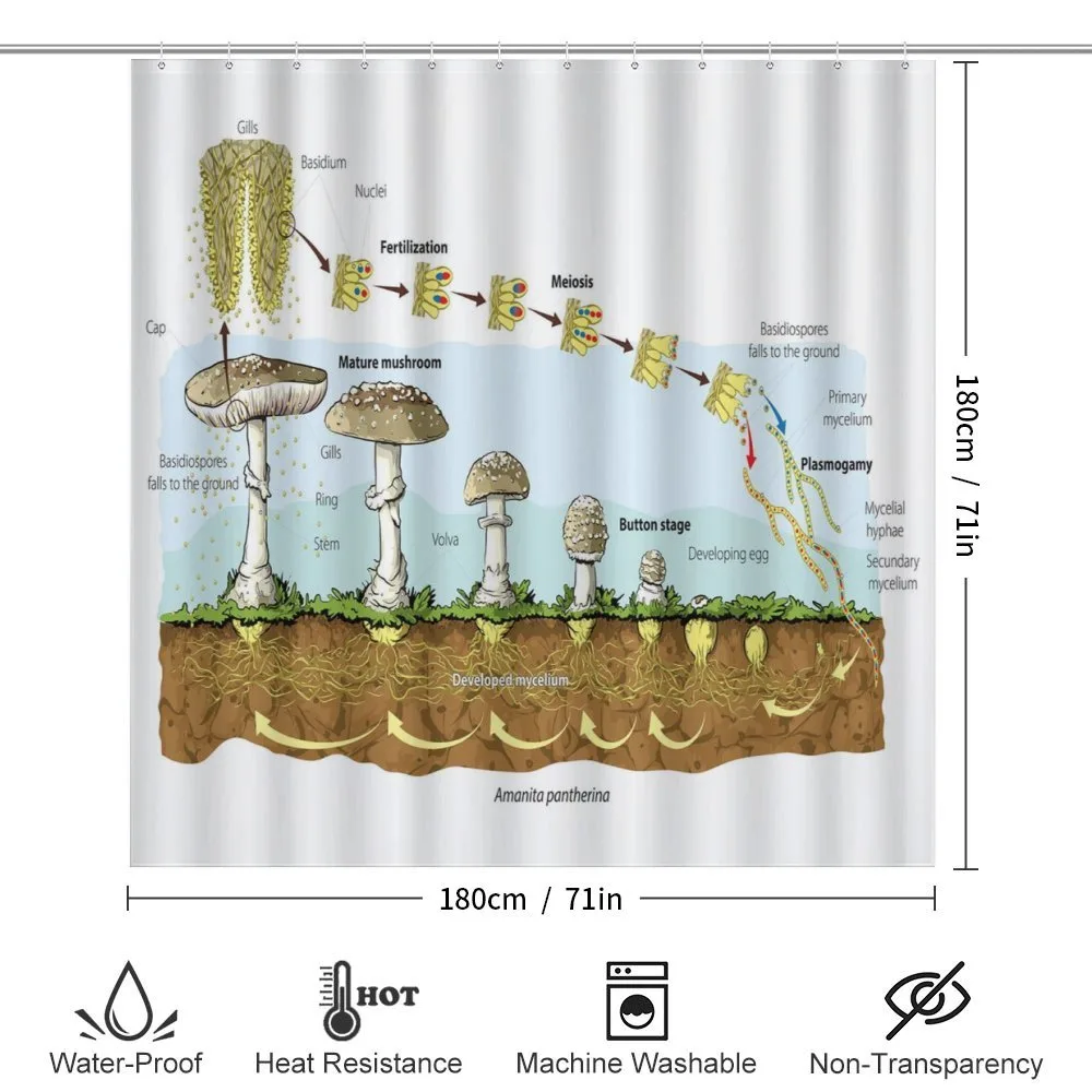 Life Cycle of Mushrooms — Detail 2