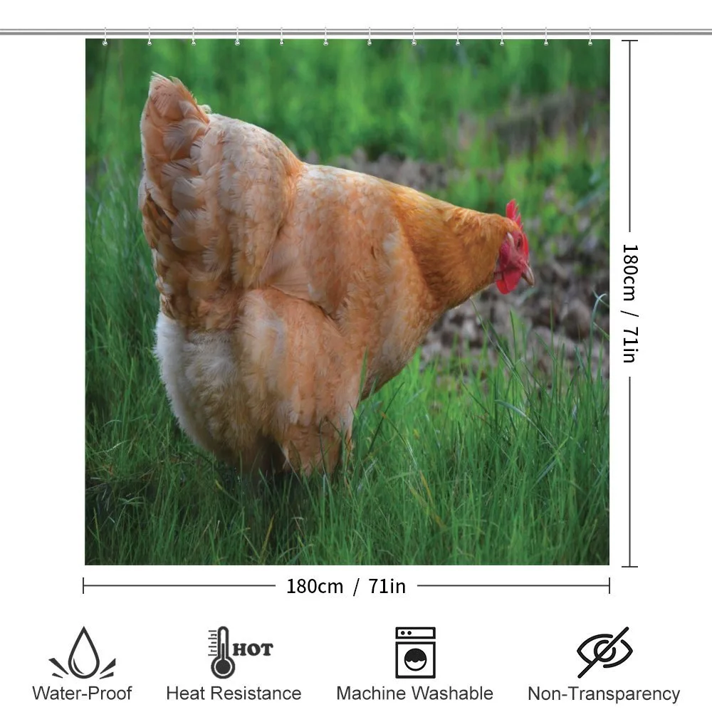 Chicken on Grass Farm Photo — Detail 2