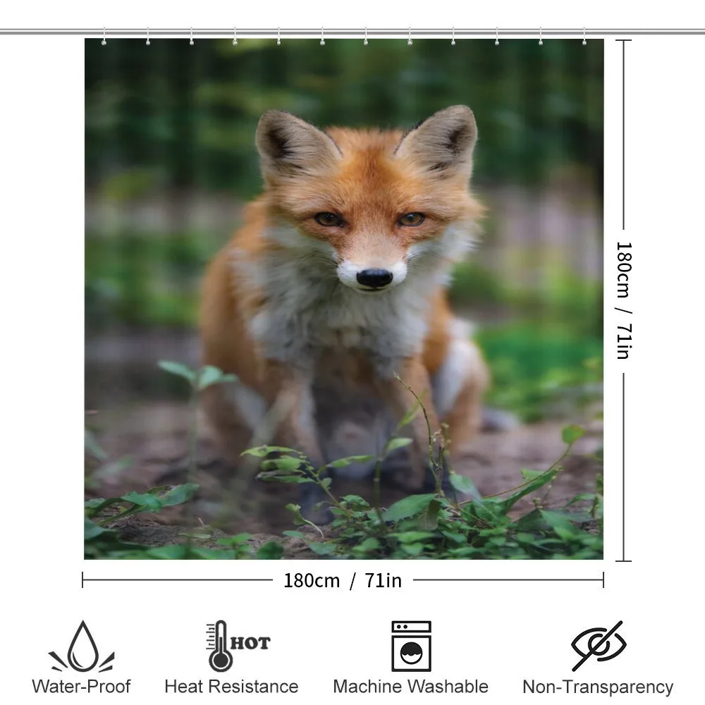 Young Coyote Photo — Detail 2