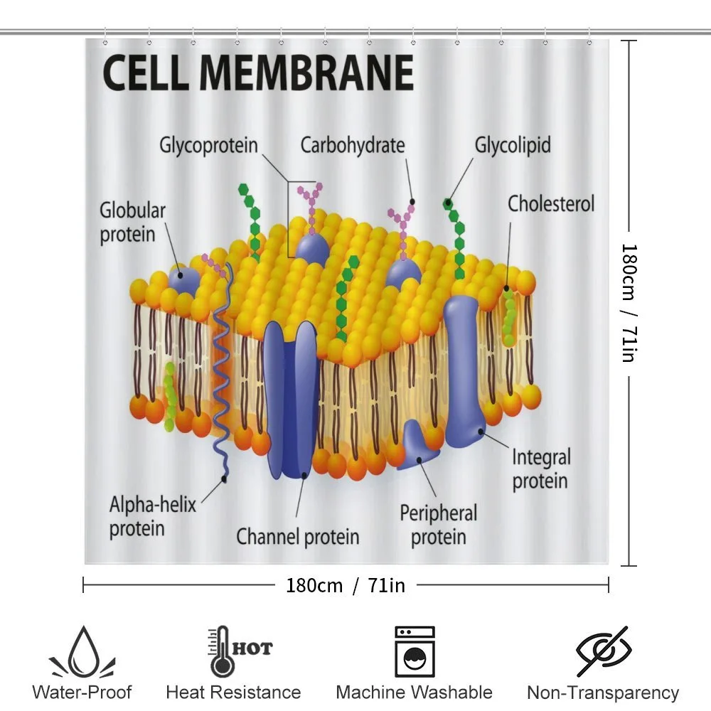 Membrane Cell Types — Detail 2