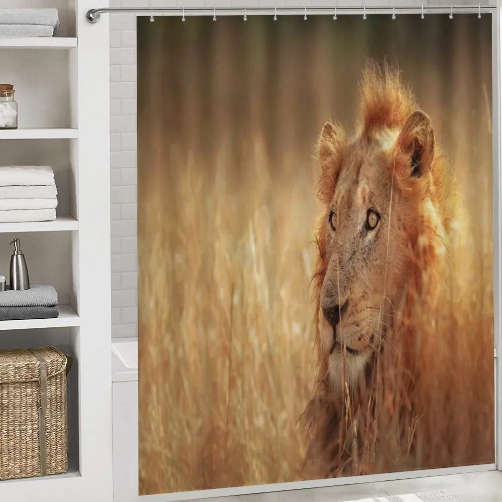Male Lion Grass Field — Detail 4
