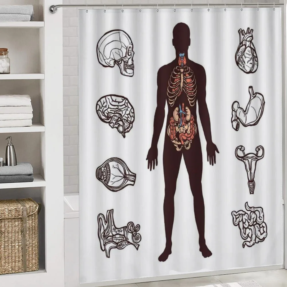 Organs Infographic Image — Detail 4